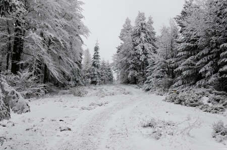 winter in mountains on foggy overcast day - stock photoの写真素材