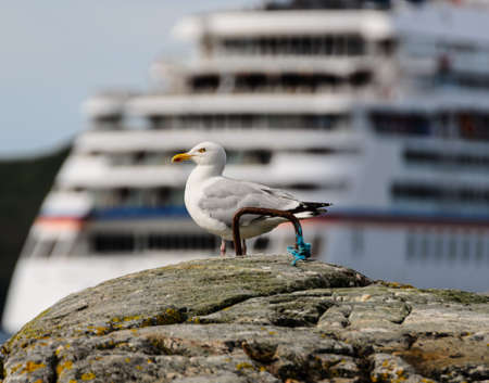 seagull on background of large ship  = stock photoの写真素材