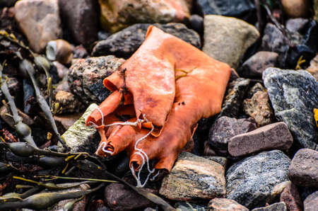 old and decayed rubber gloveの写真素材
