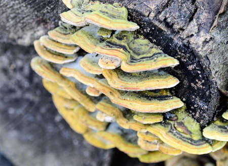 closeup of wood mushroom growing on timber の写真素材