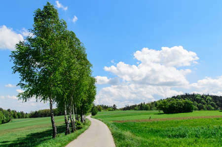 trees (birches) near narrow road leading to villageの写真素材