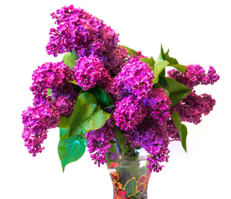 purple common lilac (syringa) in vase isolated on white backgroundの写真素材