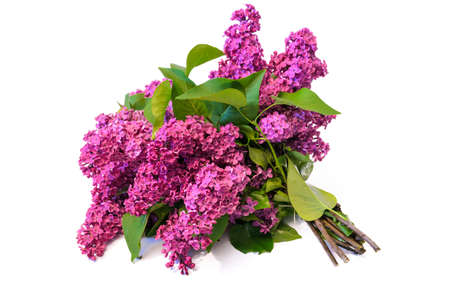 purple common lilac (syringa) bouquet isolated on white backgroundの写真素材