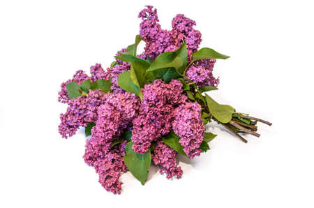 purple common lilac (syringa) bouquet isolated on white backgroundの写真素材