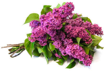 purple common lilac (syringa) bouquet isolated on white backgroundの写真素材