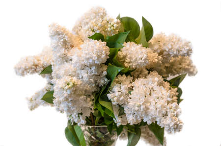 white common lilac (syringa) in vase isolated on white backgroundの写真素材