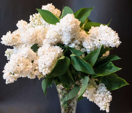 white common lilac (syringa) in vase on black backgroundの写真素材