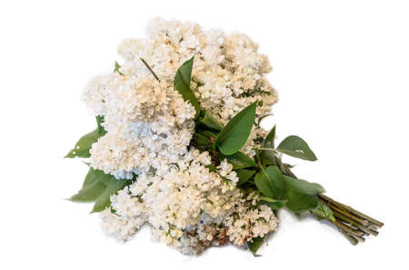 white common lilac (syringa) bouquet isolated on white backgroundの写真素材