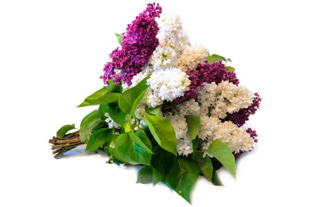 mix of purple and white common lilac (syringa) bouquet isolated on white backgroundの写真素材