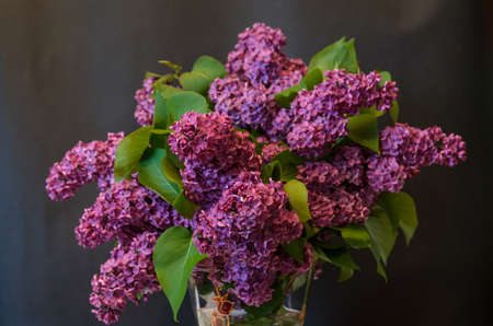 purple common lilac (syringa) in vase on black backgroundの写真素材