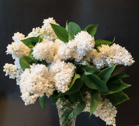 white common lilac (syringa) in vase on black backgroundの写真素材