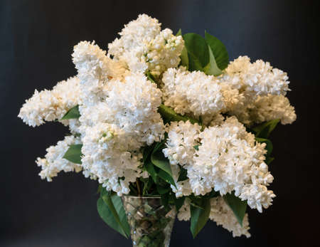 white common lilac (syringa) in vase on black backgroundの写真素材