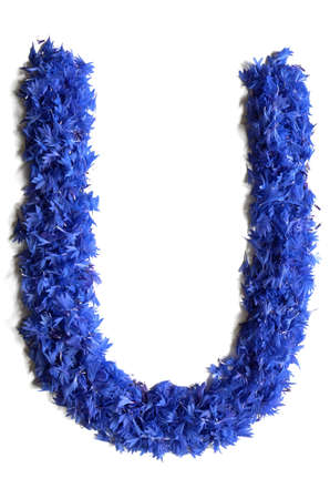 letter U made of flowers (cornflowers) isolated on white background - stock photoの写真素材