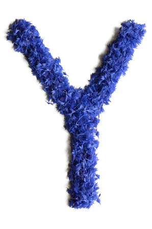 letter Y made of flowers (cornflowers) isolated on white background - stock photoの写真素材
