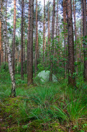 hidden in forest pitched tent - example of stealth camping - stock photoの写真素材