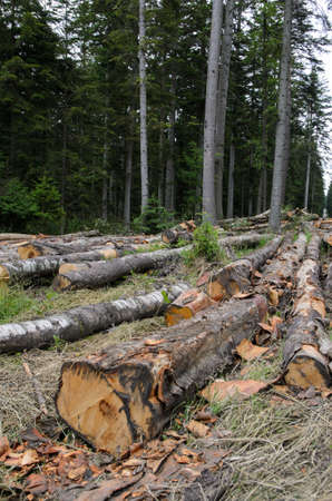 piles of timber along road in forest - stock photoの写真素材