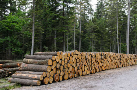 piles of timber along road in forest - stock photoの写真素材