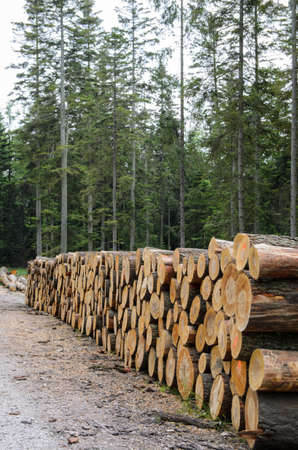 piles of timber along road in forest - stock photoの写真素材
