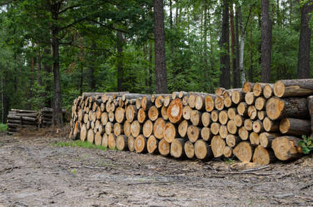 piles of timber along road in forest - stock photoの写真素材
