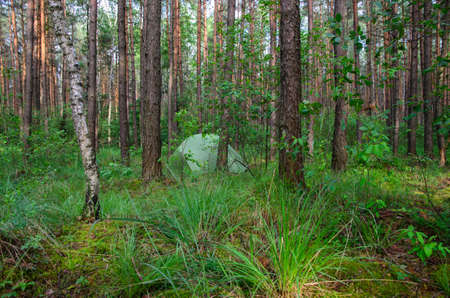 hidden in forest pitched tent - example of stealth camping - stock photoの写真素材