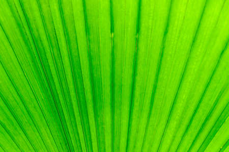 close-up of line and texture of green palm leaf - background - stock photoの写真素材