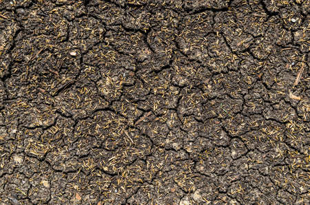 dry and cracked ground with grass seeds - texture, background - stock photoの写真素材