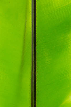 close-up of line and texture of green leaf - background - stock photoの写真素材