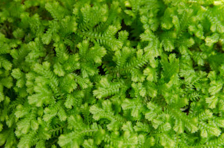 close-up of selaginella kraussiana - green nature background, texture - stock photoの写真素材