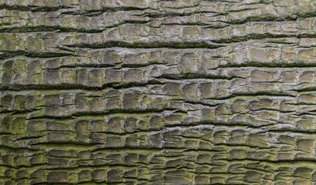 close-up of aged washingtonia filifera bark - background, texture - stock photoの写真素材