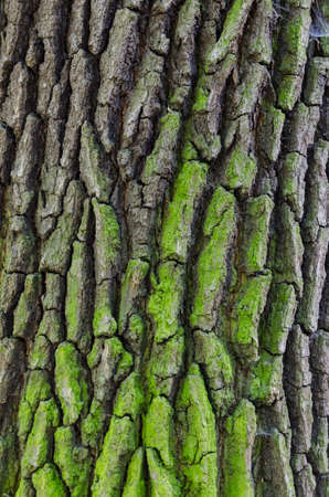 close-up of aged oak bark - background, texture - stock photoの写真素材