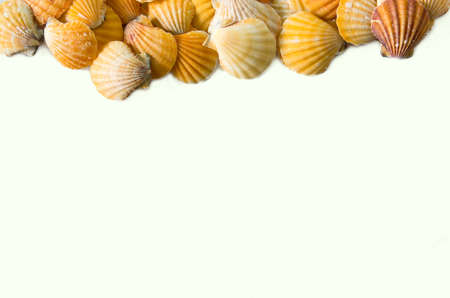 set of seashell isolated on white background - stock photo