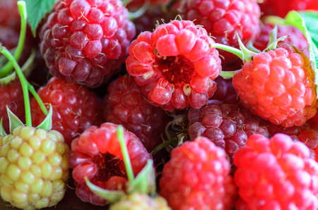 closeup of multiple raspberries - stock photo