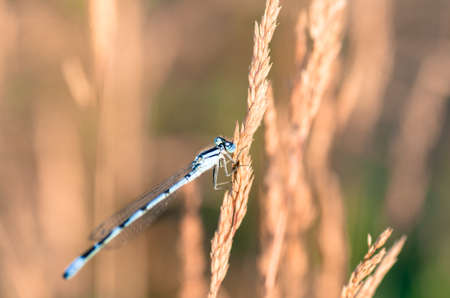 extreme closeup of dragonfly on meadow の写真素材