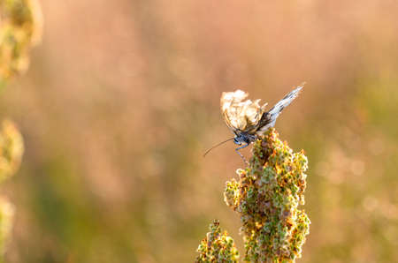extreme closeup of butterfly on meadow の写真素材