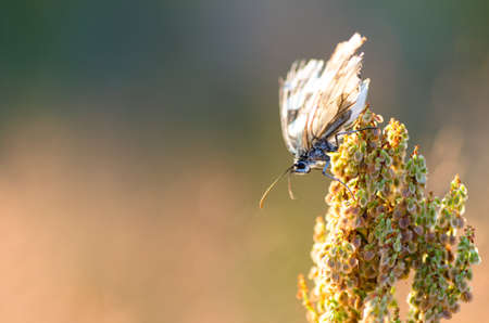 extreme closeup of butterfly on meadow の写真素材
