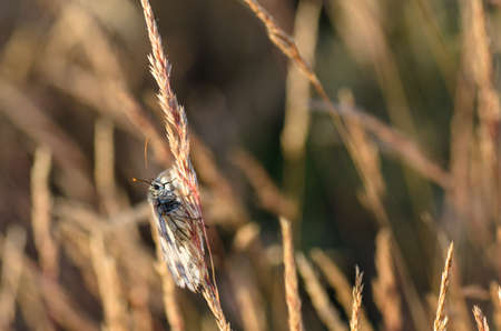 extreme closeup of butterfly on meadow の写真素材
