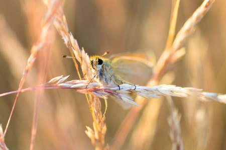 extreme closeup of butterfly on meadowの写真素材