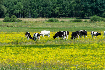 cows grazing on yellow blooming meadow - stock photoの写真素材