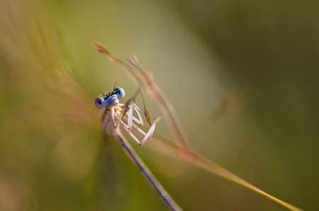 extreme closeup of dragonfly on meadow の写真素材