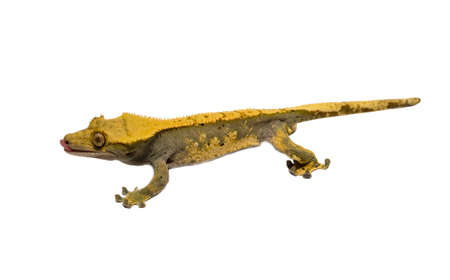 lizard crested gecko (rhacodactylus ciliatus)  isolated on white background - stock photoの写真素材