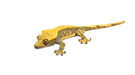 lizard crested gecko (rhacodactylus ciliatus)  isolated on white background - stock photoの写真素材