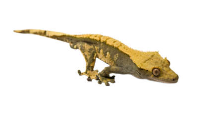 lizard crested gecko (rhacodactylus ciliatus)  isolated on white background - stock photoの写真素材