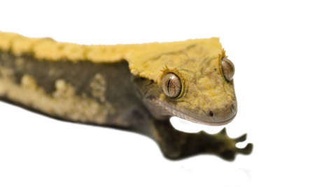 lizard crested gecko (rhacodactylus ciliatus)  isolated on white background - stock photoの写真素材