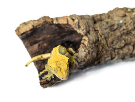 lizard crested gecko (rhacodactylus ciliatus) climbing stump isolated on white background - stock photoの写真素材