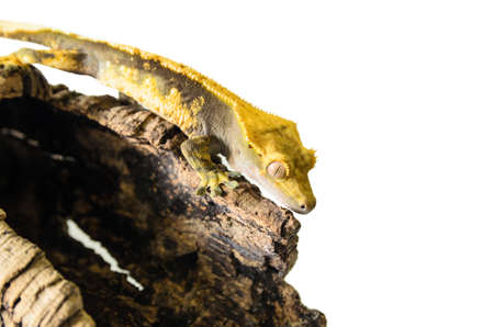 lizard crested gecko (rhacodactylus ciliatus) climbing stump isolated on white background - stock photoの写真素材