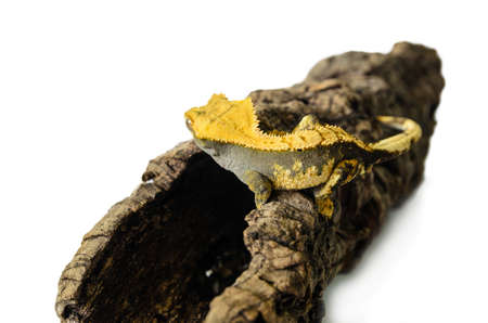lizard crested gecko (rhacodactylus ciliatus) climbing stump isolated on white background - stock photoの写真素材