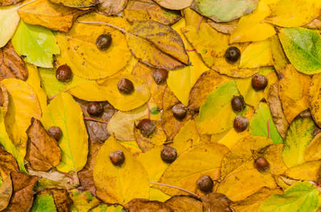 autumn leaves (actinidia)background, texture with acorns - stock photoの写真素材