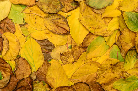 autumn leaves background, texture - stock photoの写真素材
