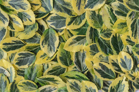 texture, background made of leaves  euonymus fortunei - stock photoの写真素材