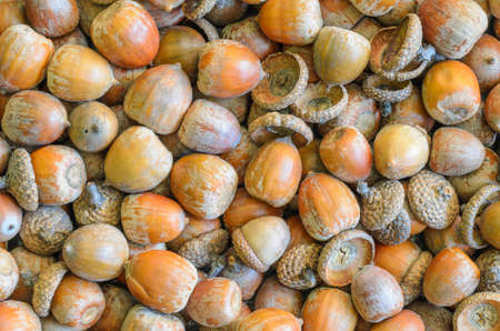 texture, background made of multiple acorns - stock photoの写真素材